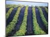 Vineyard of Domaine du Mas Cremat-Owen Franken-Mounted Photographic Print