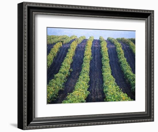 Vineyard of Domaine du Mas Cremat-Owen Franken-Framed Photographic Print