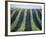 Vineyard of Domaine du Mas Cremat-Owen Franken-Framed Photographic Print