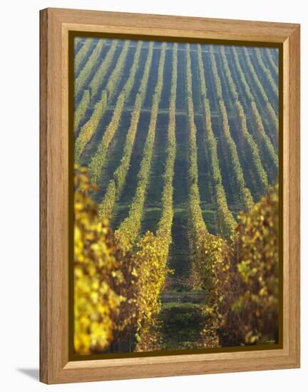 Vineyard of Oremus Winery, Tolcsva, Hungary-Herbert Lehmann-Framed Premier Image Canvas