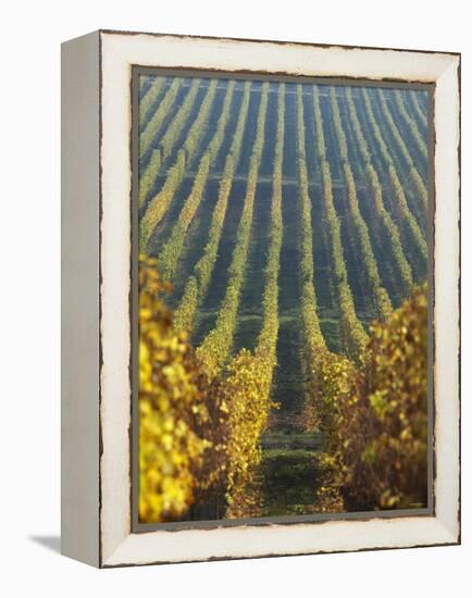 Vineyard of Oremus Winery, Tolcsva, Hungary-Herbert Lehmann-Framed Premier Image Canvas