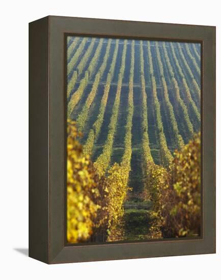 Vineyard of Oremus Winery, Tolcsva, Hungary-Herbert Lehmann-Framed Premier Image Canvas