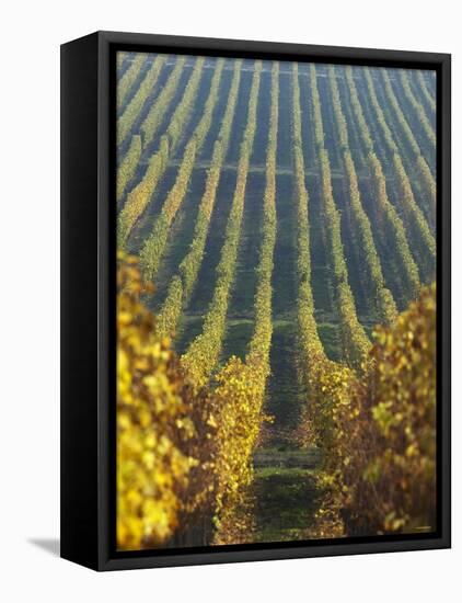 Vineyard of Oremus Winery, Tolcsva, Hungary-Herbert Lehmann-Framed Premier Image Canvas