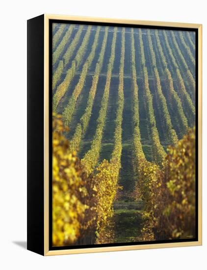 Vineyard of Oremus Winery, Tolcsva, Hungary-Herbert Lehmann-Framed Premier Image Canvas