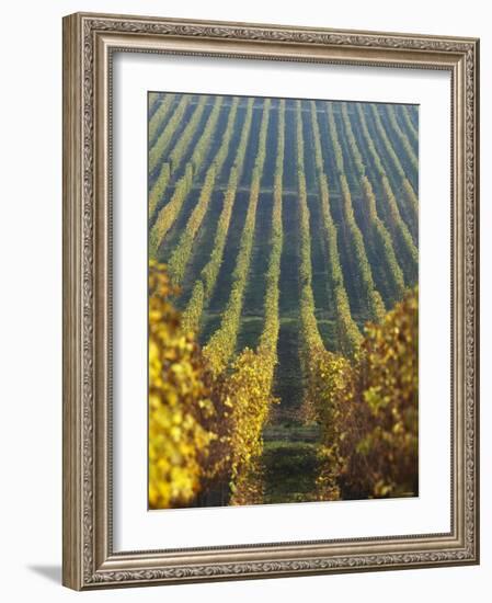 Vineyard of Oremus Winery, Tolcsva, Hungary-Herbert Lehmann-Framed Photographic Print