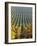 Vineyard of Oremus Winery, Tolcsva, Hungary-Herbert Lehmann-Framed Photographic Print