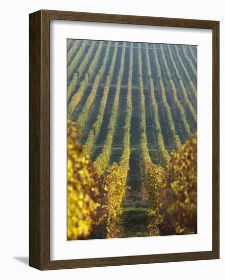 Vineyard of Oremus Winery, Tolcsva, Hungary-Herbert Lehmann-Framed Photographic Print