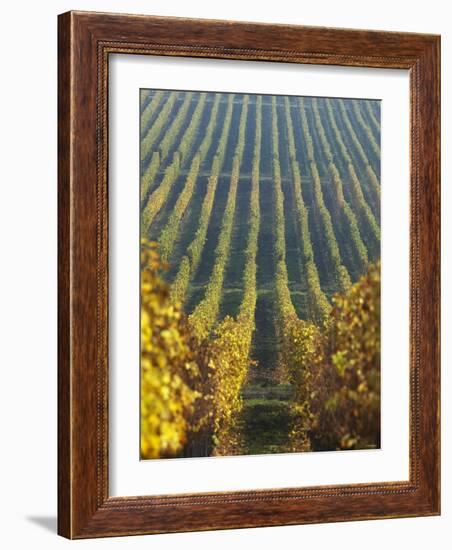 Vineyard of Oremus Winery, Tolcsva, Hungary-Herbert Lehmann-Framed Photographic Print