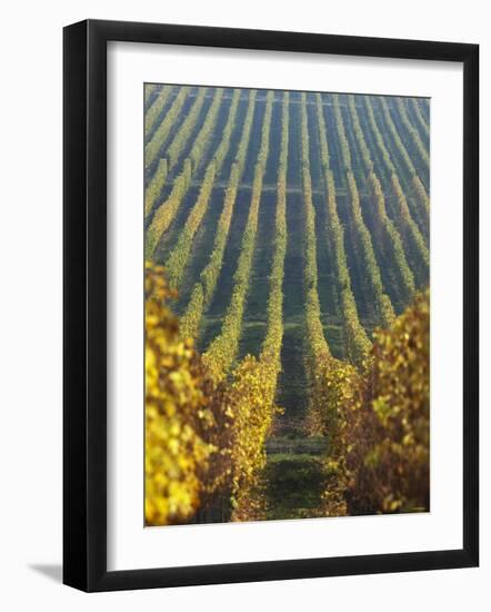 Vineyard of Oremus Winery, Tolcsva, Hungary-Herbert Lehmann-Framed Photographic Print