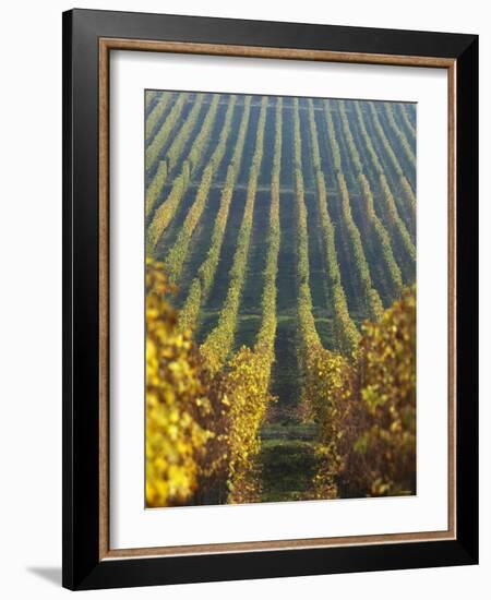 Vineyard of Oremus Winery, Tolcsva, Hungary-Herbert Lehmann-Framed Photographic Print