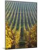 Vineyard of Oremus Winery, Tolcsva, Hungary-Herbert Lehmann-Mounted Photographic Print