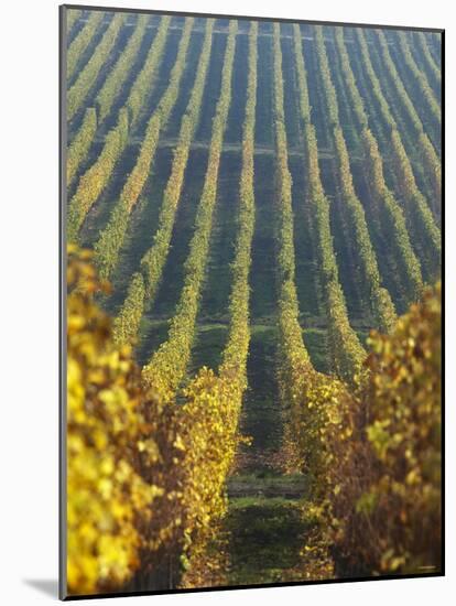 Vineyard of Oremus Winery, Tolcsva, Hungary-Herbert Lehmann-Mounted Photographic Print