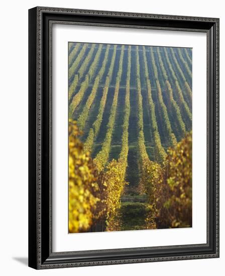 Vineyard of Oremus Winery, Tolcsva, Hungary-Herbert Lehmann-Framed Photographic Print