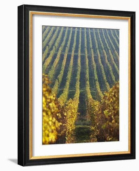 Vineyard of Oremus Winery, Tolcsva, Hungary-Herbert Lehmann-Framed Photographic Print