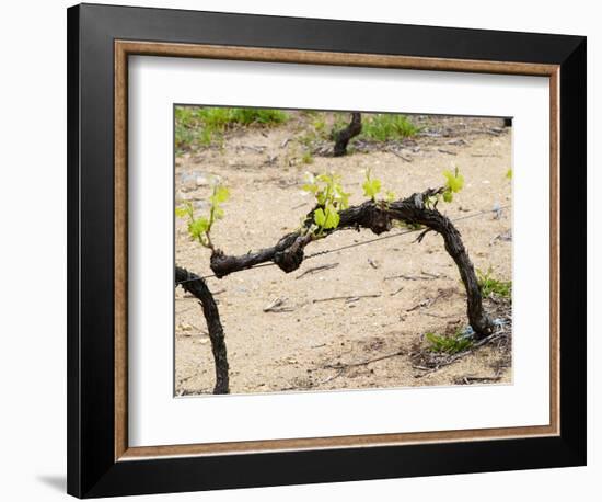 Vineyard of Pierre Gaillard in Malleval, Rhone Valley, France-Per Karlsson-Framed Photographic Print