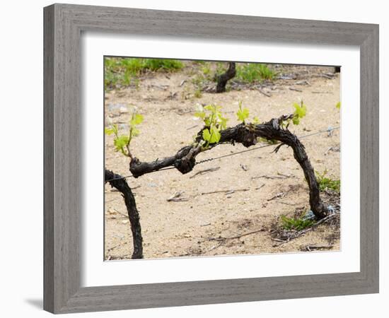 Vineyard of Pierre Gaillard in Malleval, Rhone Valley, France-Per Karlsson-Framed Photographic Print