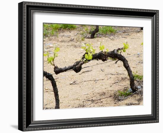 Vineyard of Pierre Gaillard in Malleval, Rhone Valley, France-Per Karlsson-Framed Photographic Print