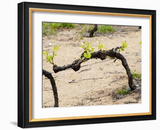 Vineyard of Pierre Gaillard in Malleval, Rhone Valley, France-Per Karlsson-Framed Photographic Print