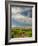 Vineyard of Walla Walla Vintners, Walla Walla, Washington, USA-Richard Duval-Framed Photographic Print