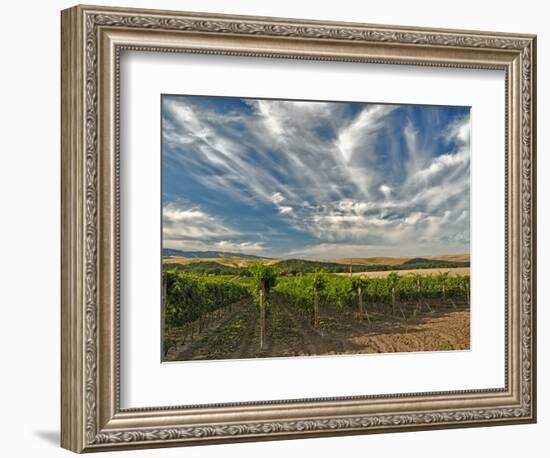 Vineyard of Walla Walla Vintners, Walla Walla, Washington, USA-Richard Duval-Framed Photographic Print