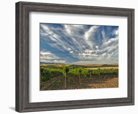 Vineyard of Walla Walla Vintners, Walla Walla, Washington, USA-Richard Duval-Framed Photographic Print