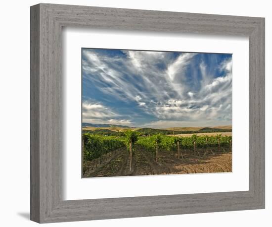 Vineyard of Walla Walla Vintners, Walla Walla, Washington, USA-Richard Duval-Framed Photographic Print