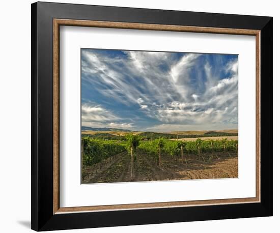 Vineyard of Walla Walla Vintners, Walla Walla, Washington, USA-Richard Duval-Framed Photographic Print