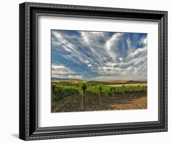 Vineyard of Walla Walla Vintners, Walla Walla, Washington, USA-Richard Duval-Framed Photographic Print