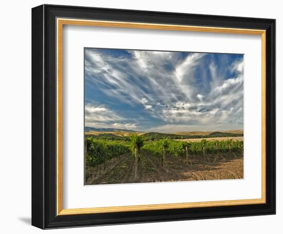 Vineyard of Walla Walla Vintners, Walla Walla, Washington, USA-Richard Duval-Framed Photographic Print