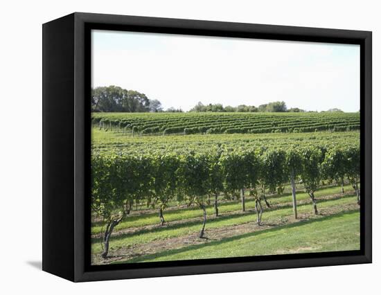 Vineyard of Winery, the Hamptons, Long Island, New York, United States of America, North America-Wendy Connett-Framed Premier Image Canvas