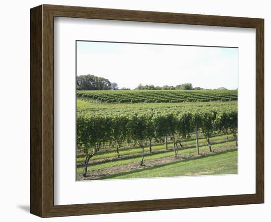 Vineyard of Winery, the Hamptons, Long Island, New York, United States of America, North America-Wendy Connett-Framed Photographic Print