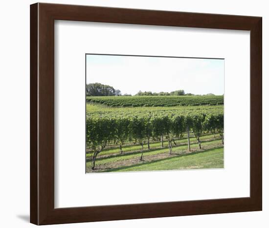 Vineyard of Winery, the Hamptons, Long Island, New York, United States of America, North America-Wendy Connett-Framed Photographic Print