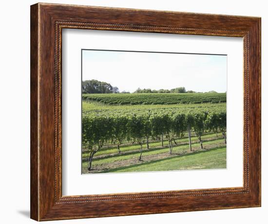 Vineyard of Winery, the Hamptons, Long Island, New York, United States of America, North America-Wendy Connett-Framed Photographic Print