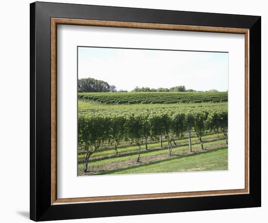 Vineyard of Winery, the Hamptons, Long Island, New York, United States of America, North America-Wendy Connett-Framed Photographic Print