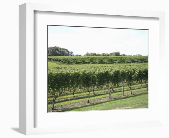 Vineyard of Winery, the Hamptons, Long Island, New York, United States of America, North America-Wendy Connett-Framed Photographic Print