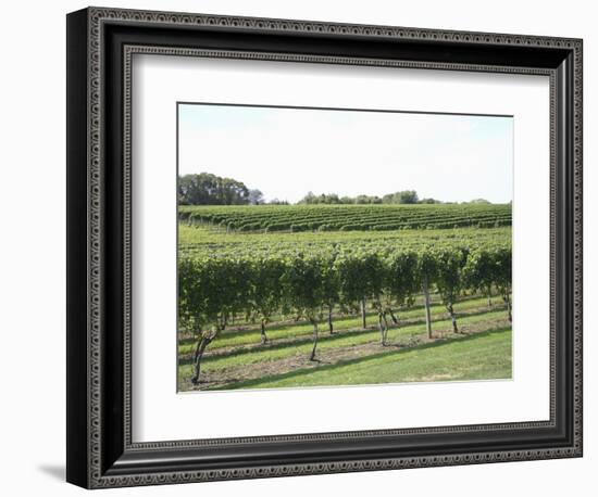 Vineyard of Winery, the Hamptons, Long Island, New York, United States of America, North America-Wendy Connett-Framed Photographic Print