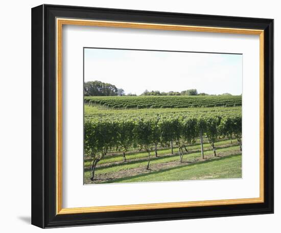 Vineyard of Winery, the Hamptons, Long Island, New York, United States of America, North America-Wendy Connett-Framed Photographic Print