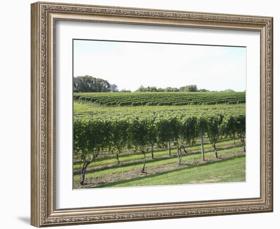 Vineyard of Winery, the Hamptons, Long Island, New York, United States of America, North America-Wendy Connett-Framed Photographic Print