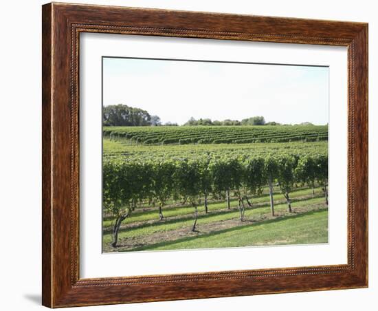 Vineyard of Winery, the Hamptons, Long Island, New York, United States of America, North America-Wendy Connett-Framed Photographic Print