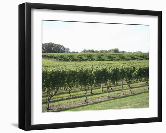 Vineyard of Winery, the Hamptons, Long Island, New York, United States of America, North America-Wendy Connett-Framed Photographic Print