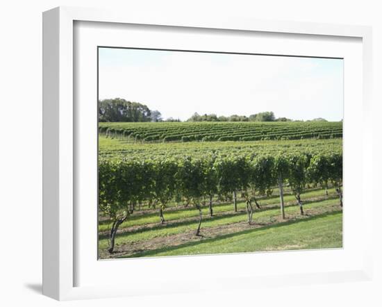 Vineyard of Winery, the Hamptons, Long Island, New York, United States of America, North America-Wendy Connett-Framed Photographic Print