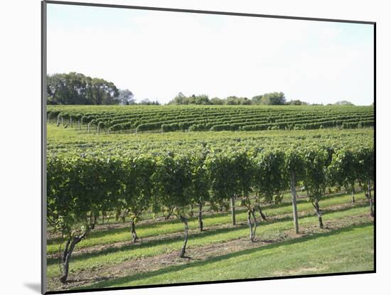 Vineyard of Winery, the Hamptons, Long Island, New York, United States of America, North America-Wendy Connett-Mounted Photographic Print
