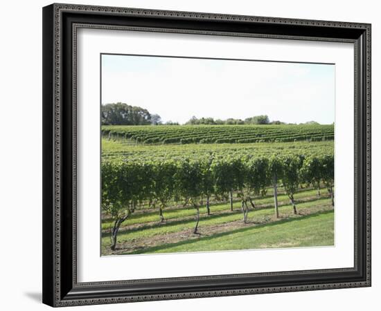 Vineyard of Winery, the Hamptons, Long Island, New York, United States of America, North America-Wendy Connett-Framed Photographic Print