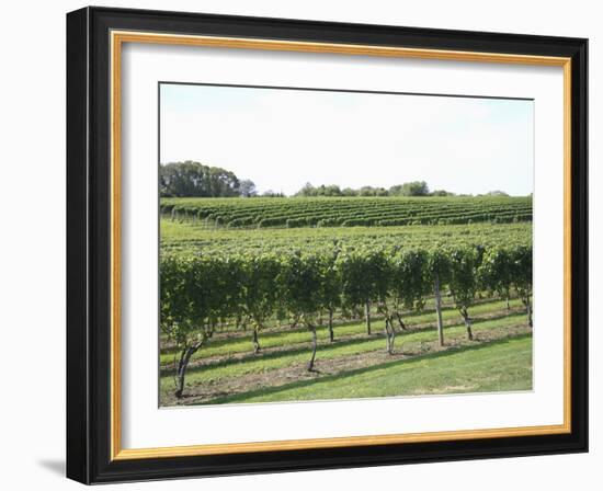 Vineyard of Winery, the Hamptons, Long Island, New York, United States of America, North America-Wendy Connett-Framed Photographic Print