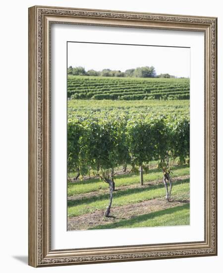 Vineyard of Winery, the Hamptons, Long Island, New York, United States of America, North America-Wendy Connett-Framed Photographic Print