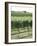 Vineyard of Winery, the Hamptons, Long Island, New York, United States of America, North America-Wendy Connett-Framed Photographic Print