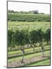 Vineyard of Winery, the Hamptons, Long Island, New York, United States of America, North America-Wendy Connett-Mounted Photographic Print