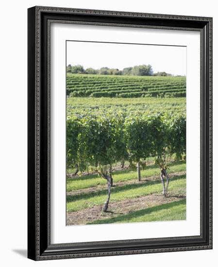 Vineyard of Winery, the Hamptons, Long Island, New York, United States of America, North America-Wendy Connett-Framed Photographic Print