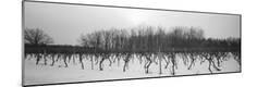 Photographic Print
