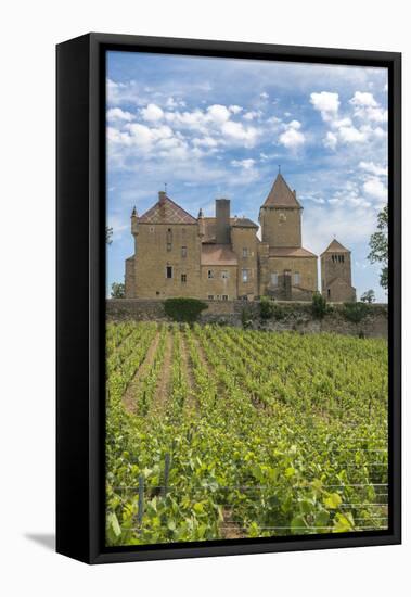 Vineyard, Pierreclos, Maconnaise, Burgundy, France-Jim Engelbrecht-Framed Premier Image Canvas
